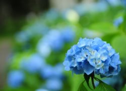 訪問アロマについての独り言　　敦賀アロマルーム『IRODORIいろどり』