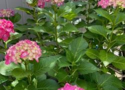 香り（精油）のディフューズ色々楽しめ役立ちますよ　敦賀アロマルーム『IRODORIいろどり』