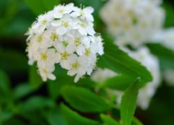 庭のハーブの虫食いについて（精油ペパーミントの紹介）　敦賀アロマルーム『IRODORIいろどり』