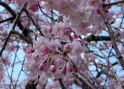 やっぱり好き！って思う事　福井県敦賀市アロマルーム『IRODORIいろどり』